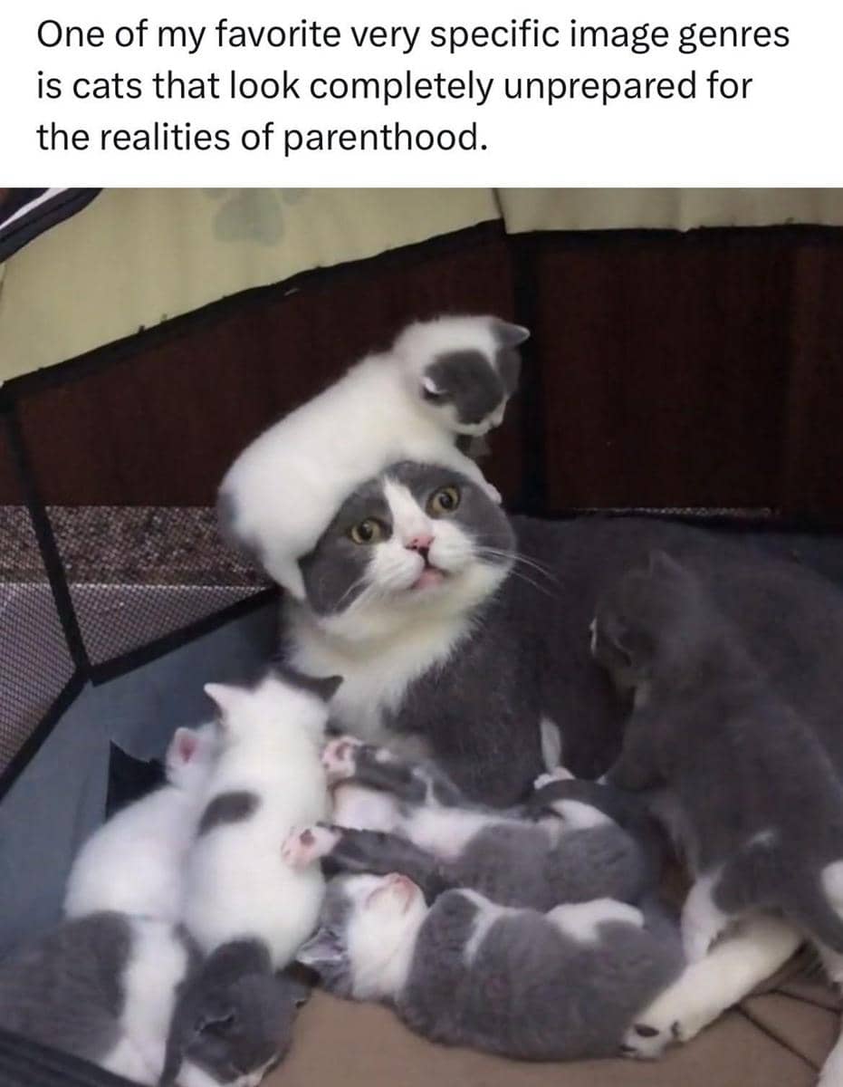 meme kucing tentang bayi