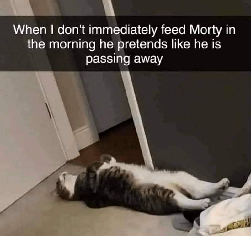meme kelakuan kucing pagi hari