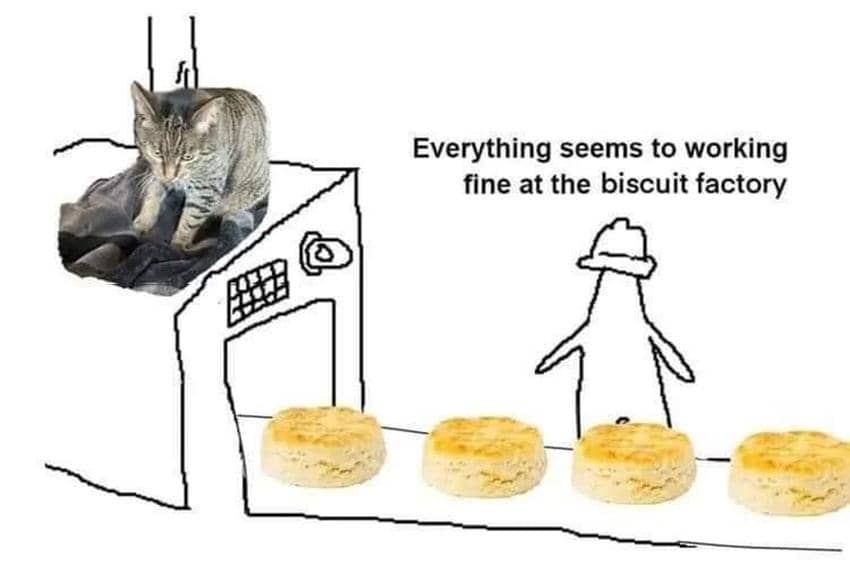 8 Meme Kucing tentang Biskuit, Mereka Jago Menguleni Adonan!