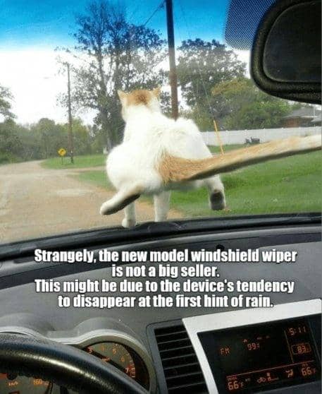 meme kucing dan mobil