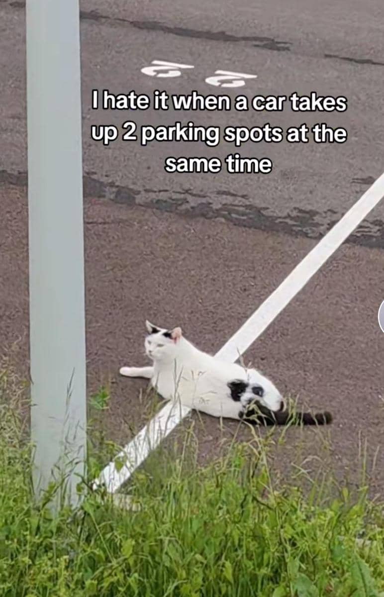 meme kucing dan mobil