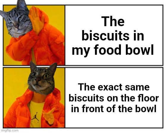 meme kucing tentang biskuit