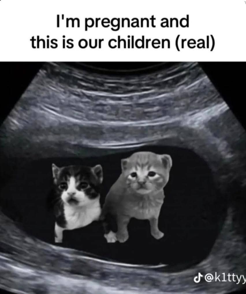 meme kucing tentang bayi