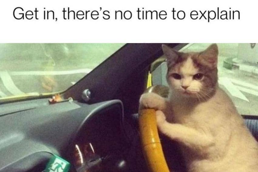 8 Meme Kucing dan Mobil, Mau Nyetirin Babukah?