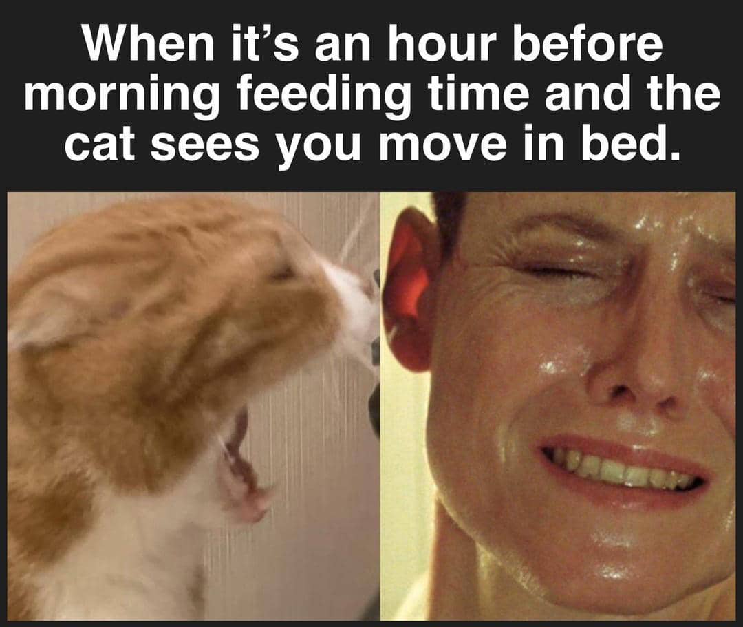 meme kelakuan kucing pagi hari
