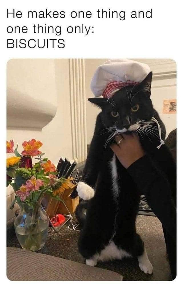 meme kucing tentang biskuit