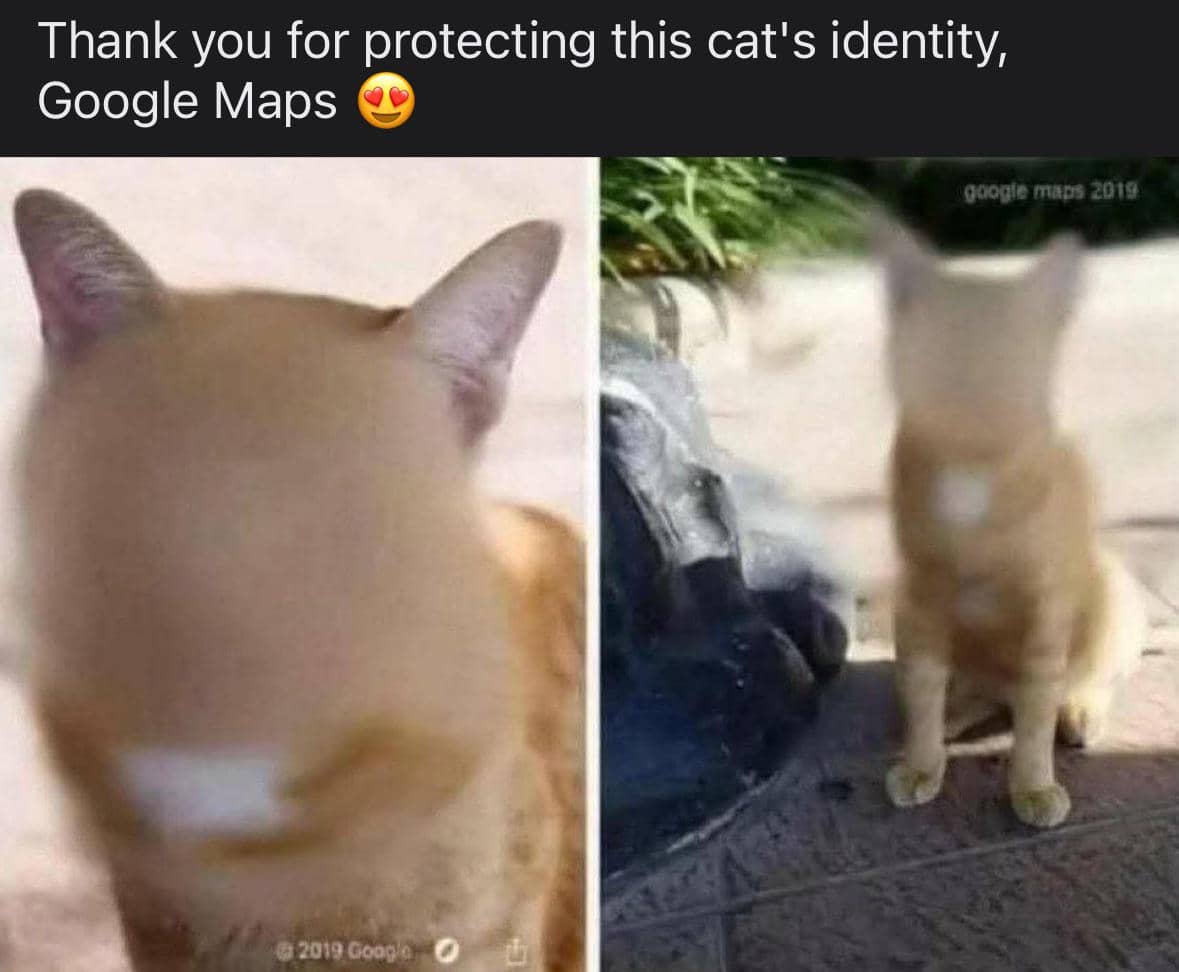 meme kucing melindungi sesuatu