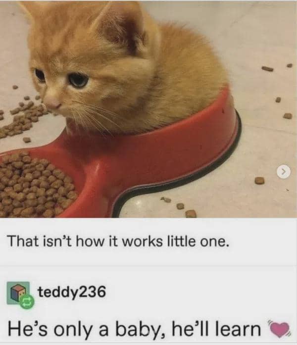 meme kucing tentang bayi