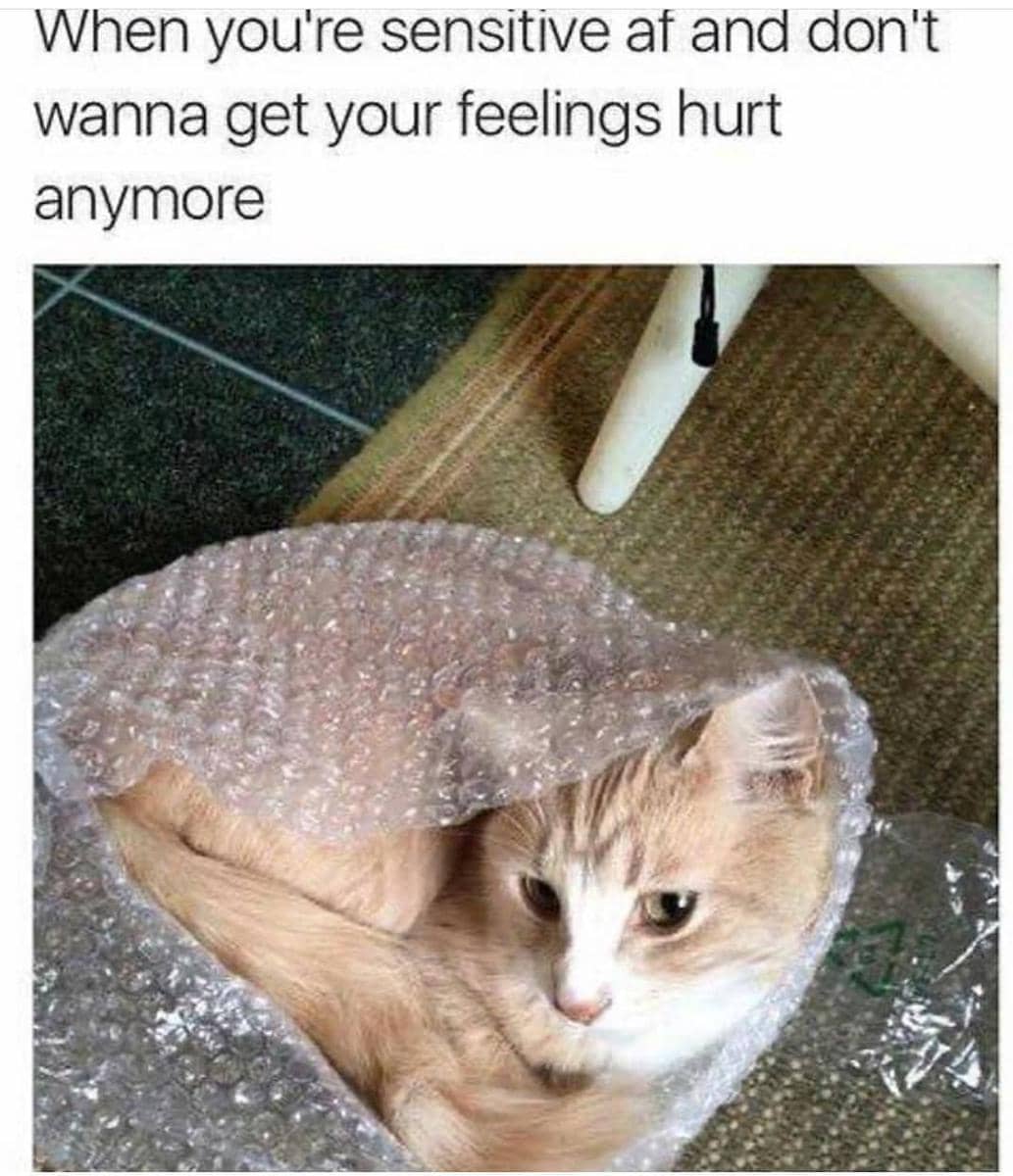 meme kucing melindungi sesuatu