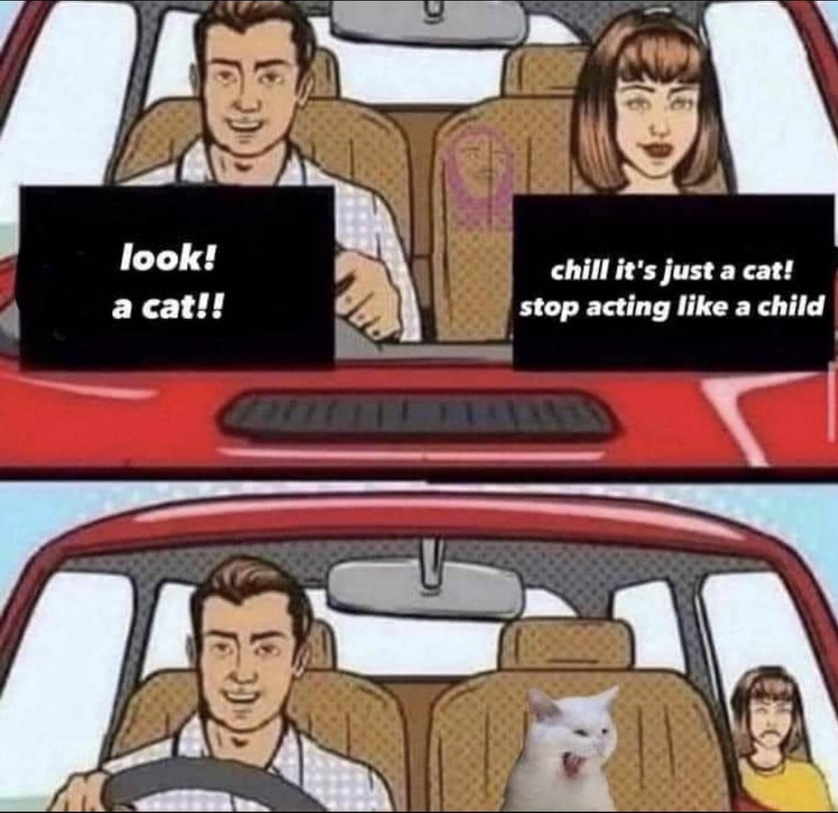 meme kucing dan mobil