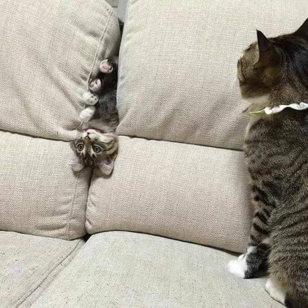 meme kelakuan kucing pagi hari