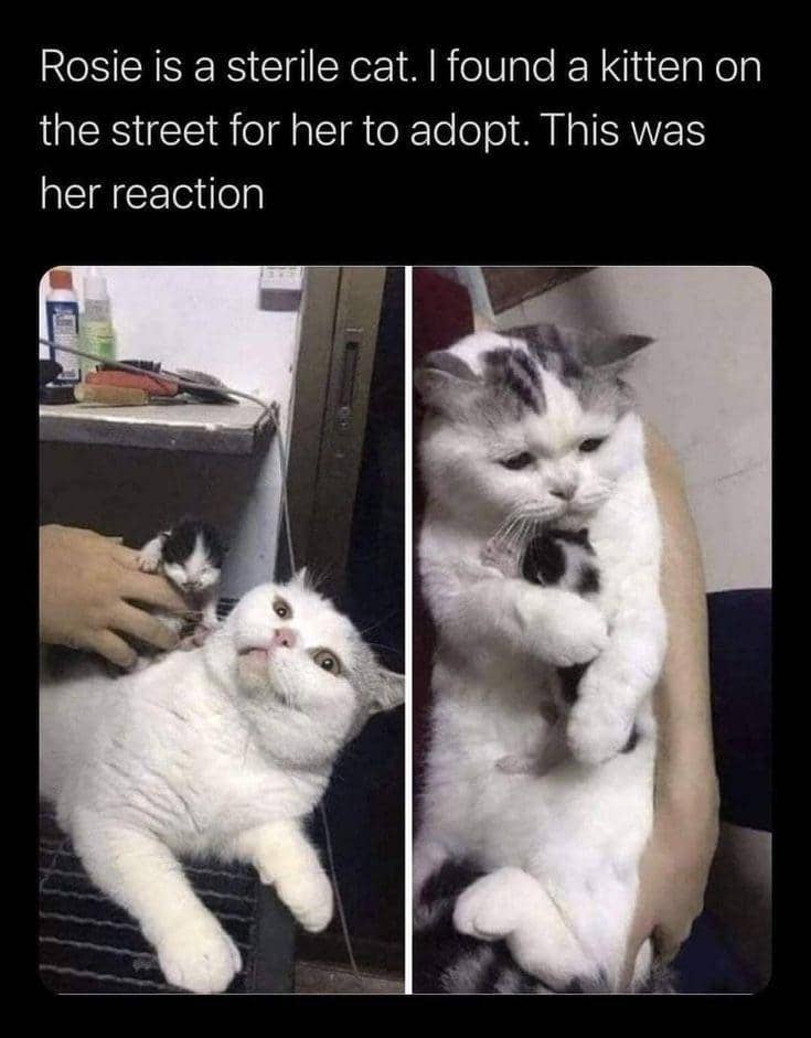 meme kucing tentang bayi