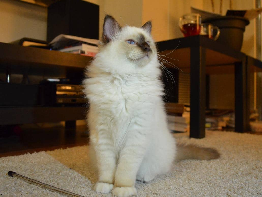 Fakta Kucing Birman, Punya Kaki Putih Seperti Pakai Sarung
