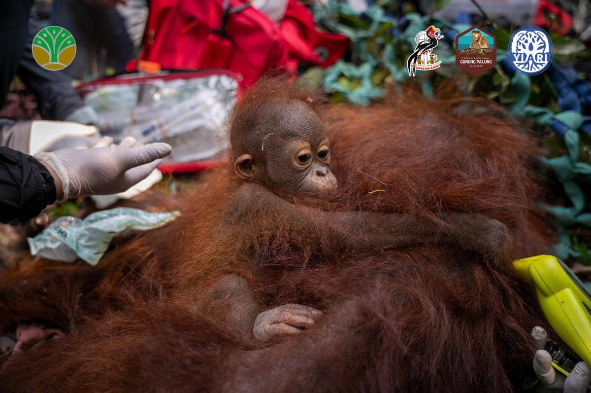 Terjebak Karhutla, 3 Orangutan di Kalbar Dipindahkan ke Tempat Aman