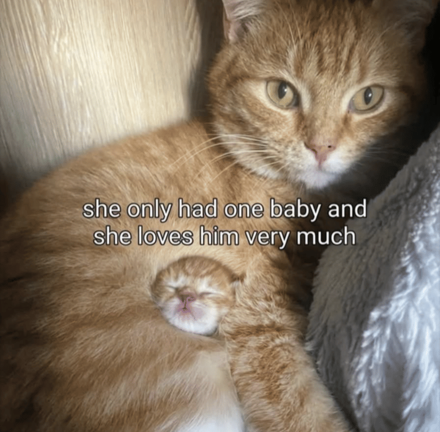 meme kucing tentang bayi