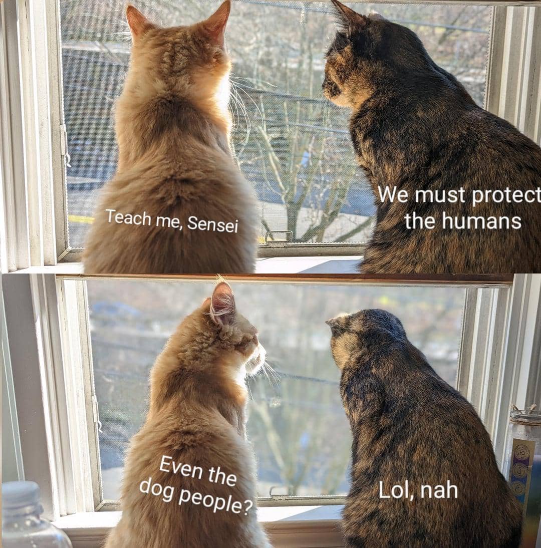 meme kucing melindungi sesuatu