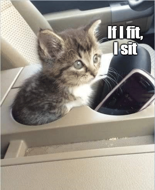 meme kucing dan mobil