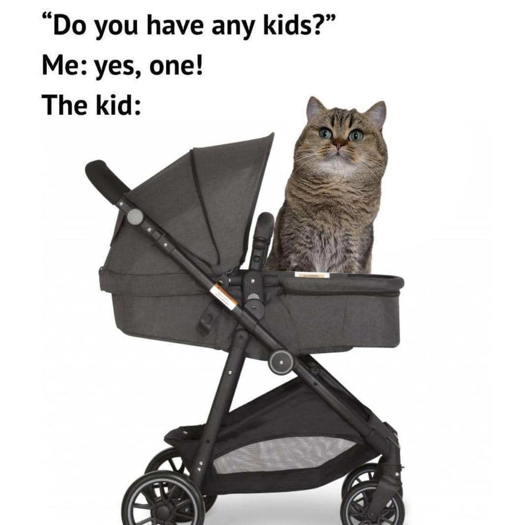 meme kucing tentang bayi