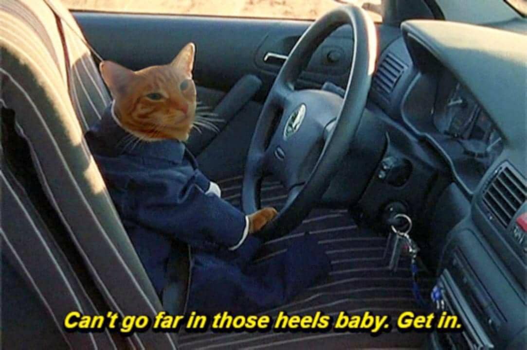 meme kucing dan mobil