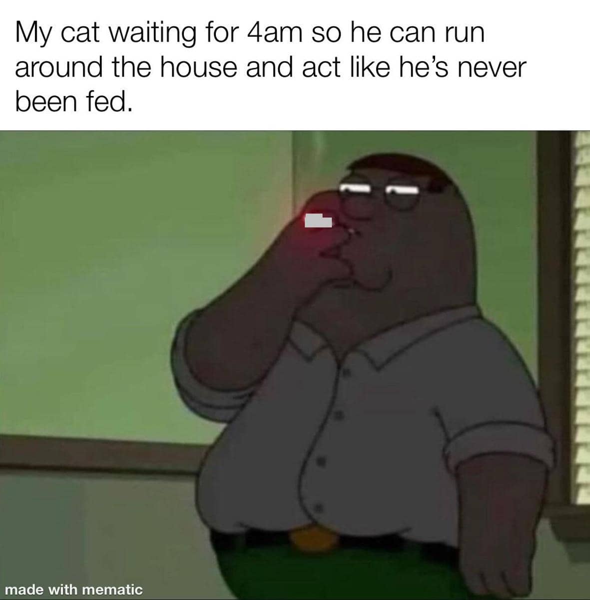 meme kelakuan kucing pagi hari