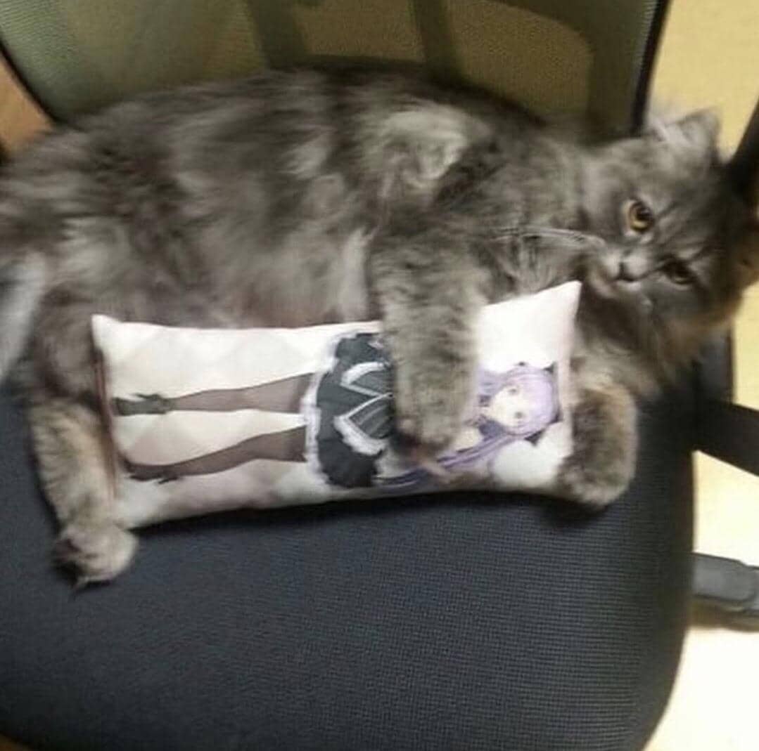 meme kucing melindungi sesuatu