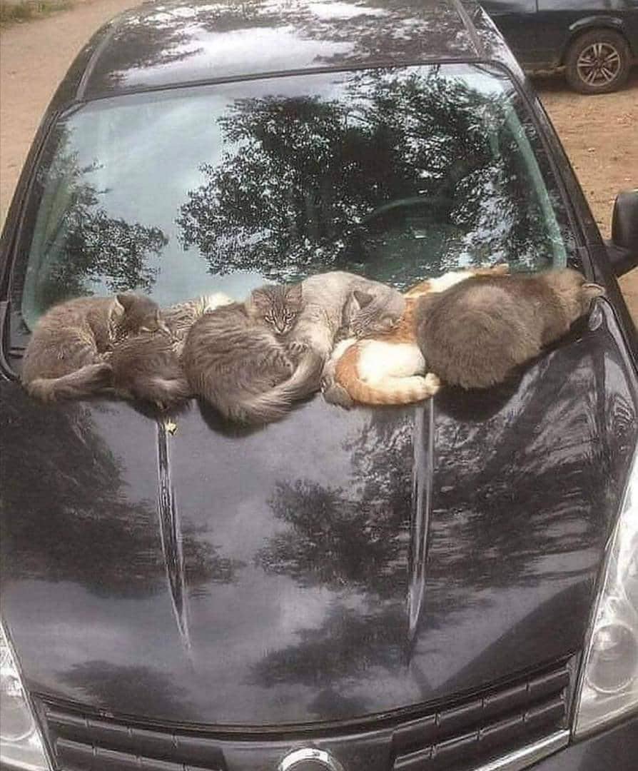 meme kucing dan mobil