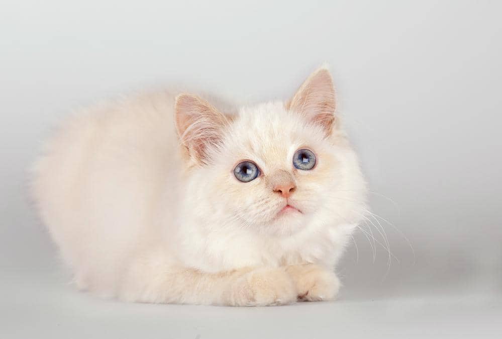 Kucing Birman