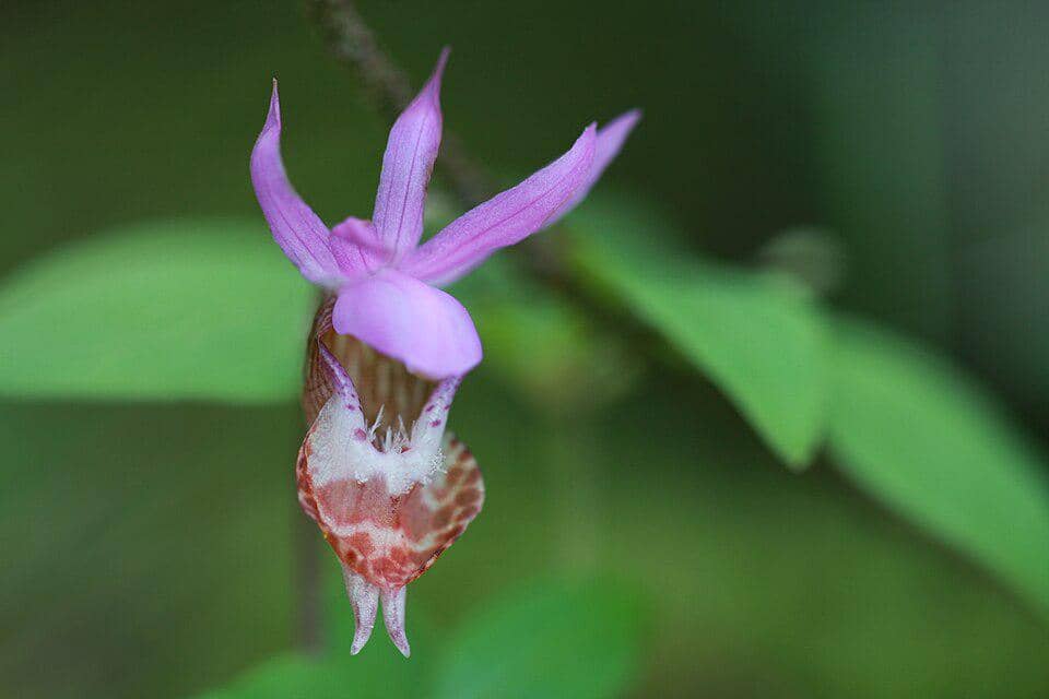 Anggrek Calypso bulbosa