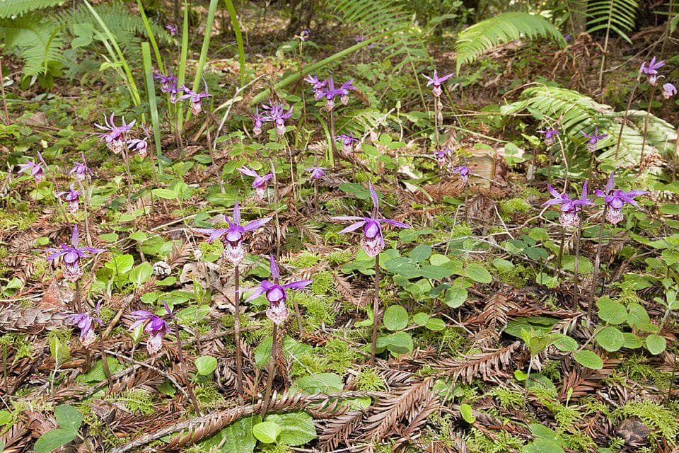 Anggrek Calypso bulbosa