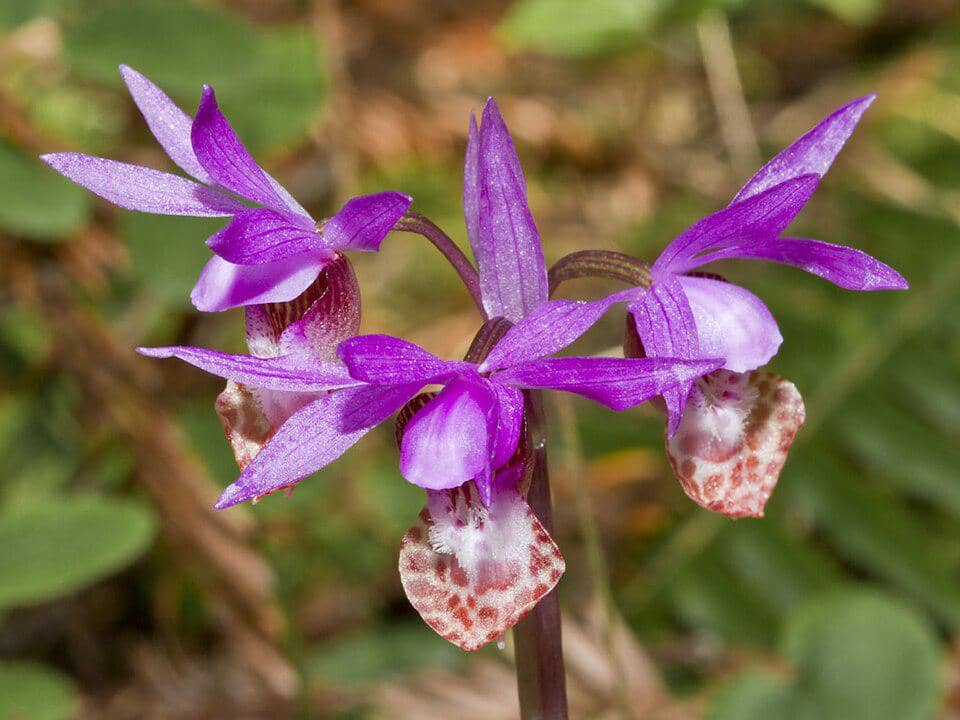 Anggrek Calypso bulbosa