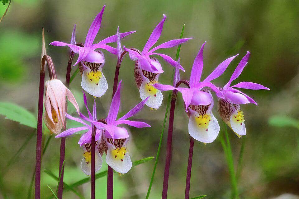 Anggrek Calypso bulbosa
