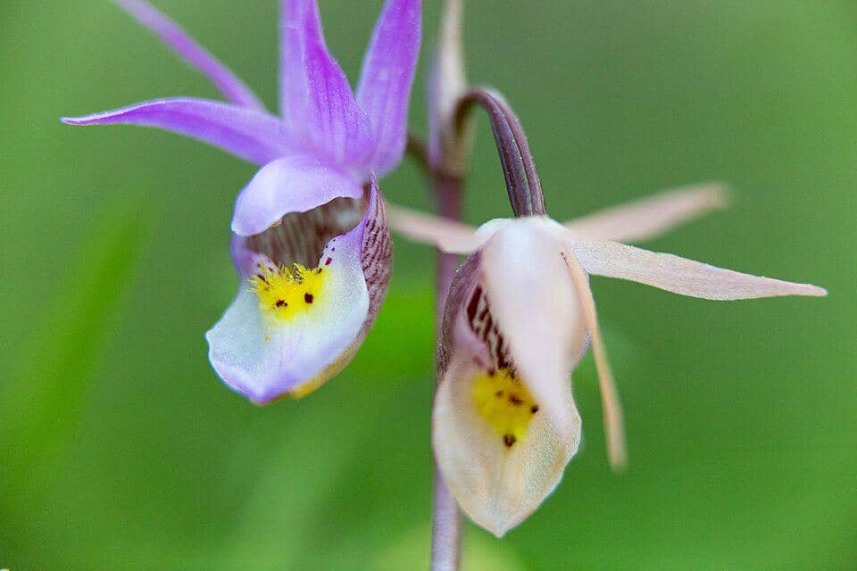 Anggrek Calypso bulbosa