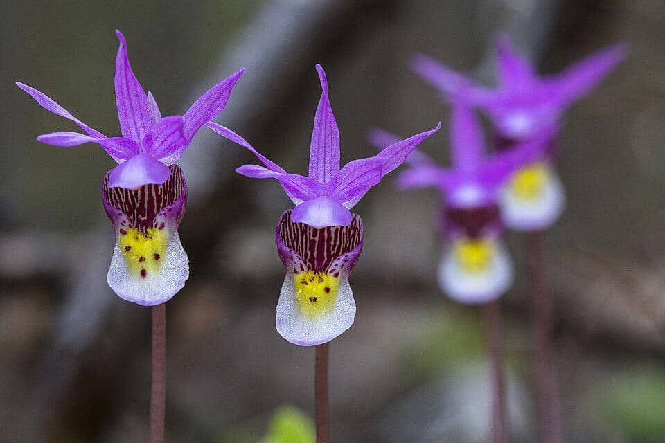 5 Fakta Menarik Fairy Slipper, Anggrek Cantik Penghias Lantai Hutan