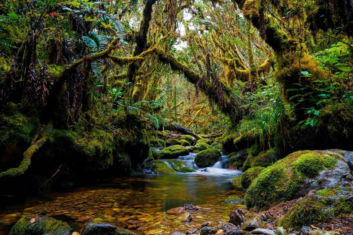 Taman Nasional Gunung Leuser