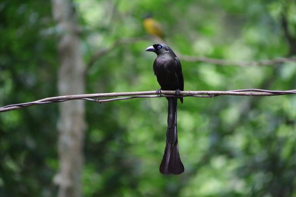 Burung Crypsirina temia