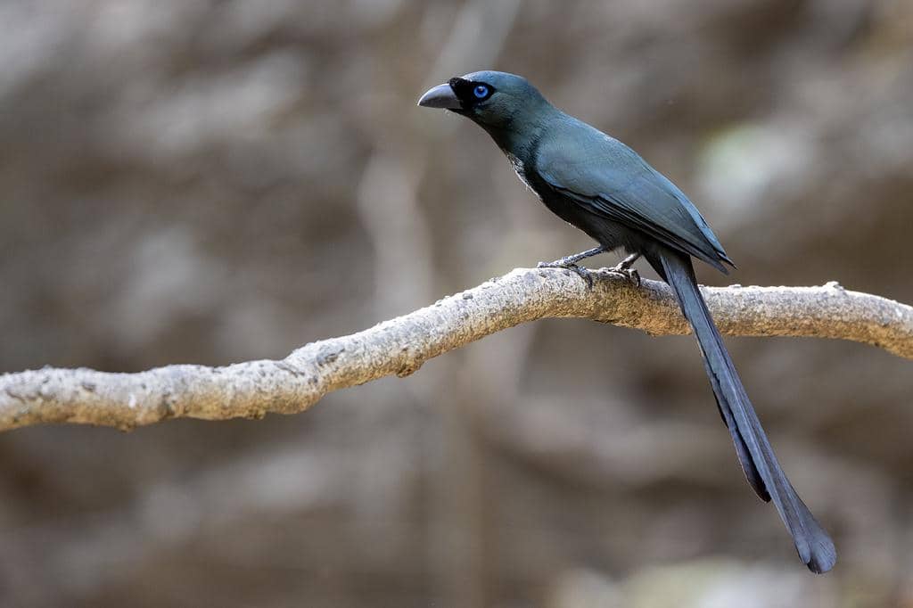 Burung Crypsirina temia