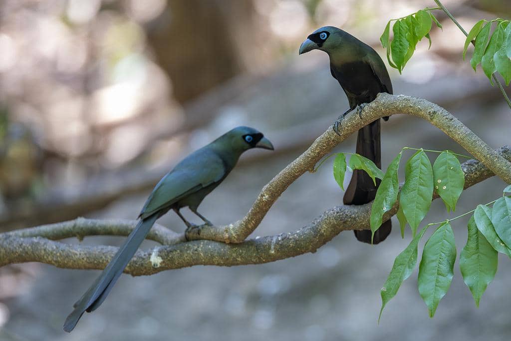 Burung Crypsirina temia