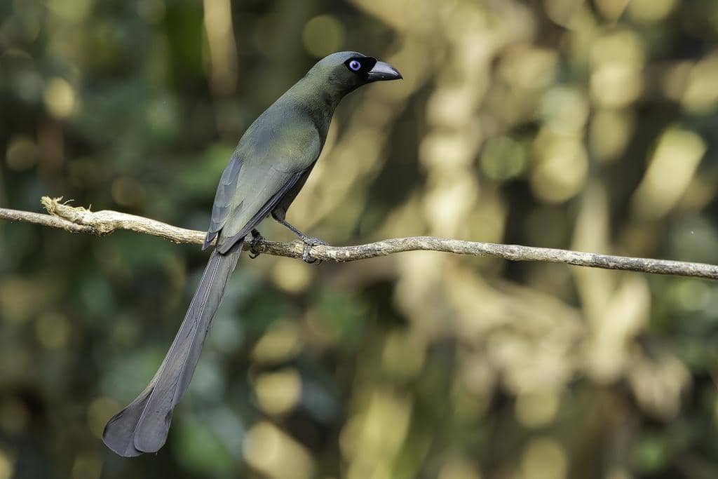 Burung Crypsirina temia