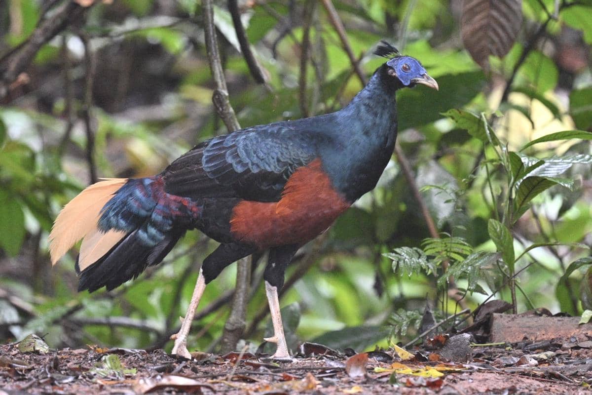 Sempidan biru