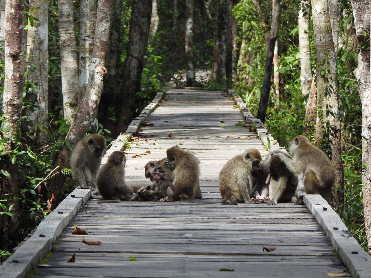 Itinerary 3 Hari 2 Malam di Tanjung Puting, Seru Naik Klotok!