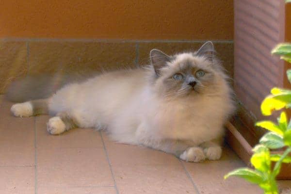 Kucing Birman