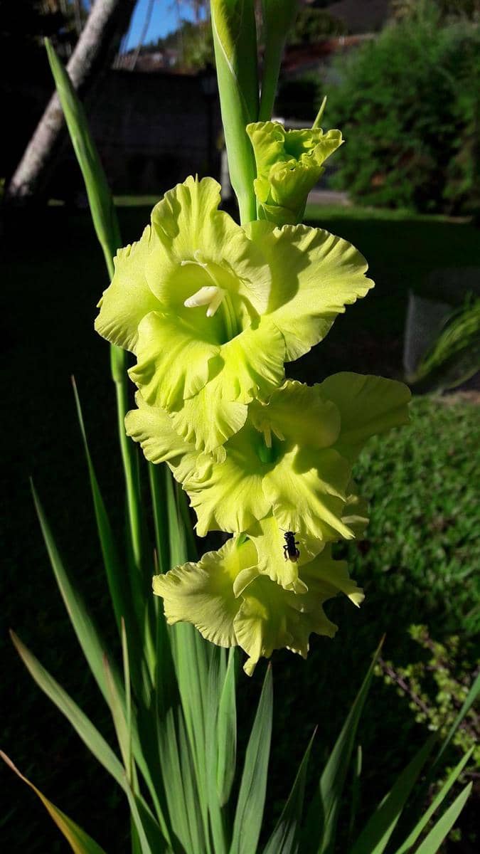 ilustrasi gladiol hijau