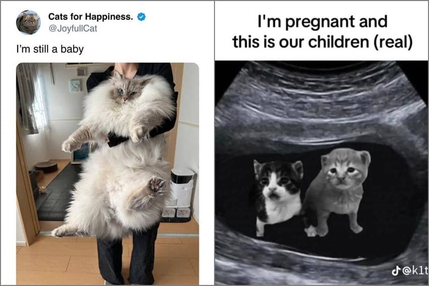 8 Meme Kucing tentang Bayi, Muncul di Monitor USG?