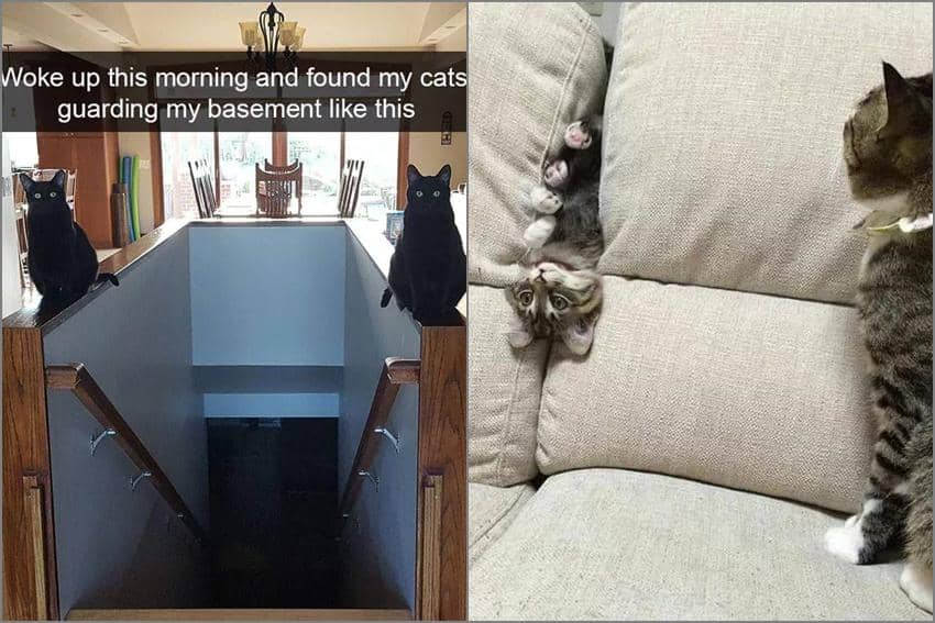 8 Meme Kelakuan Kucing Pagi Hari, Berantakin Rumah!