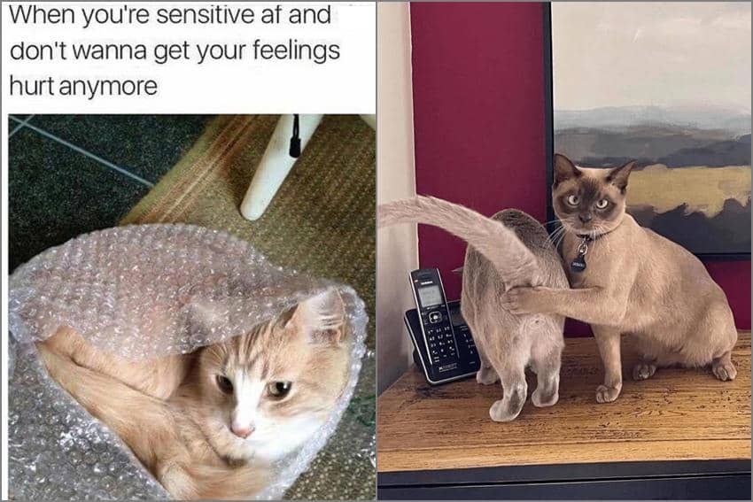 8 Meme Kucing Melindungi Sesuatu, Ada yang Disensor, tuh!