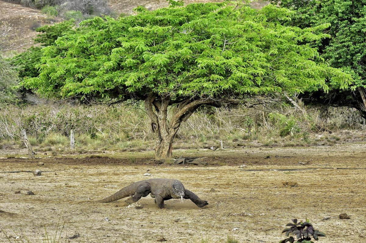 Taman Nasional Komodo