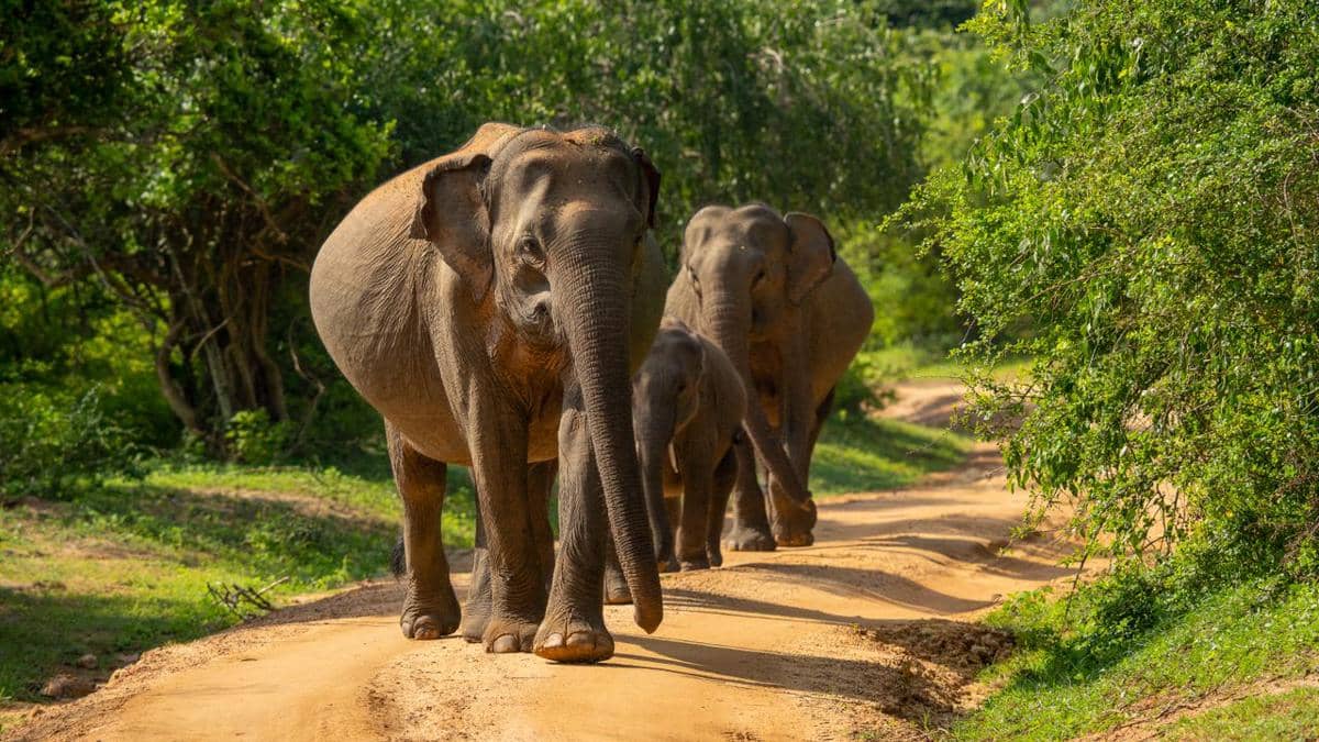Potret tiga ekor gajah sedang berjalan