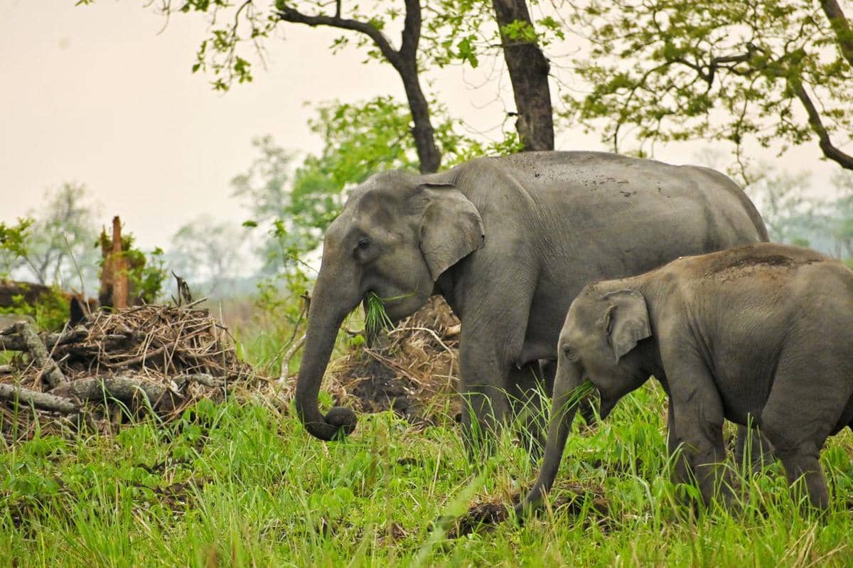 Potret gajah makan sedang rumput 