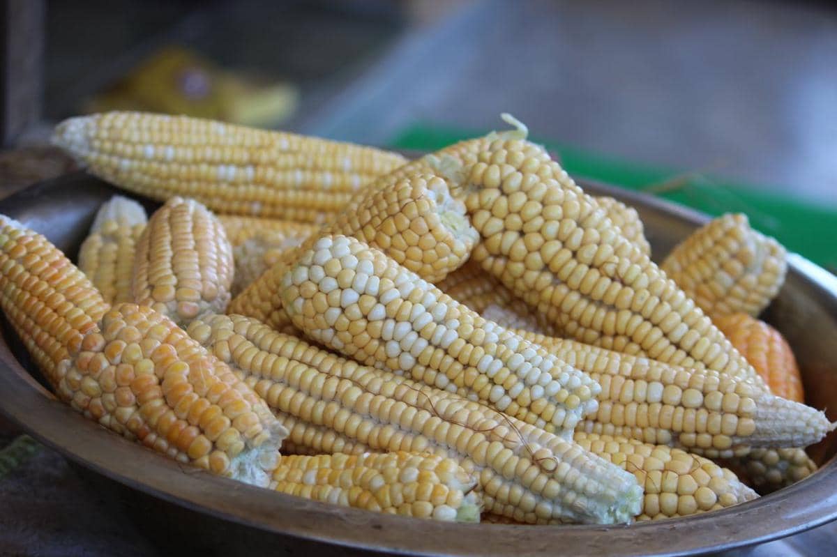 ilustrasi jagung