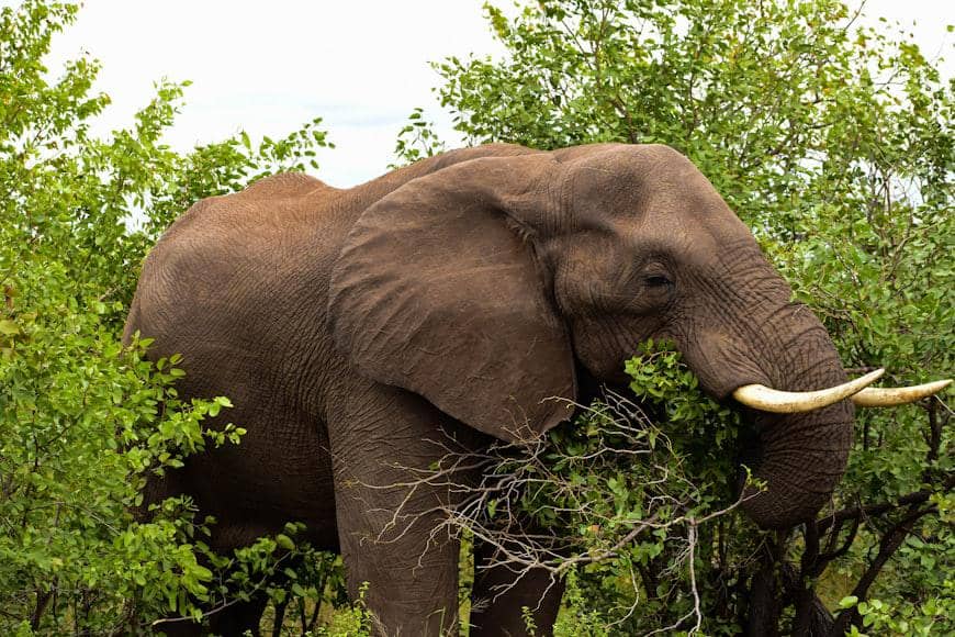 Ilustrasi gajah membuka jalur di hutan 